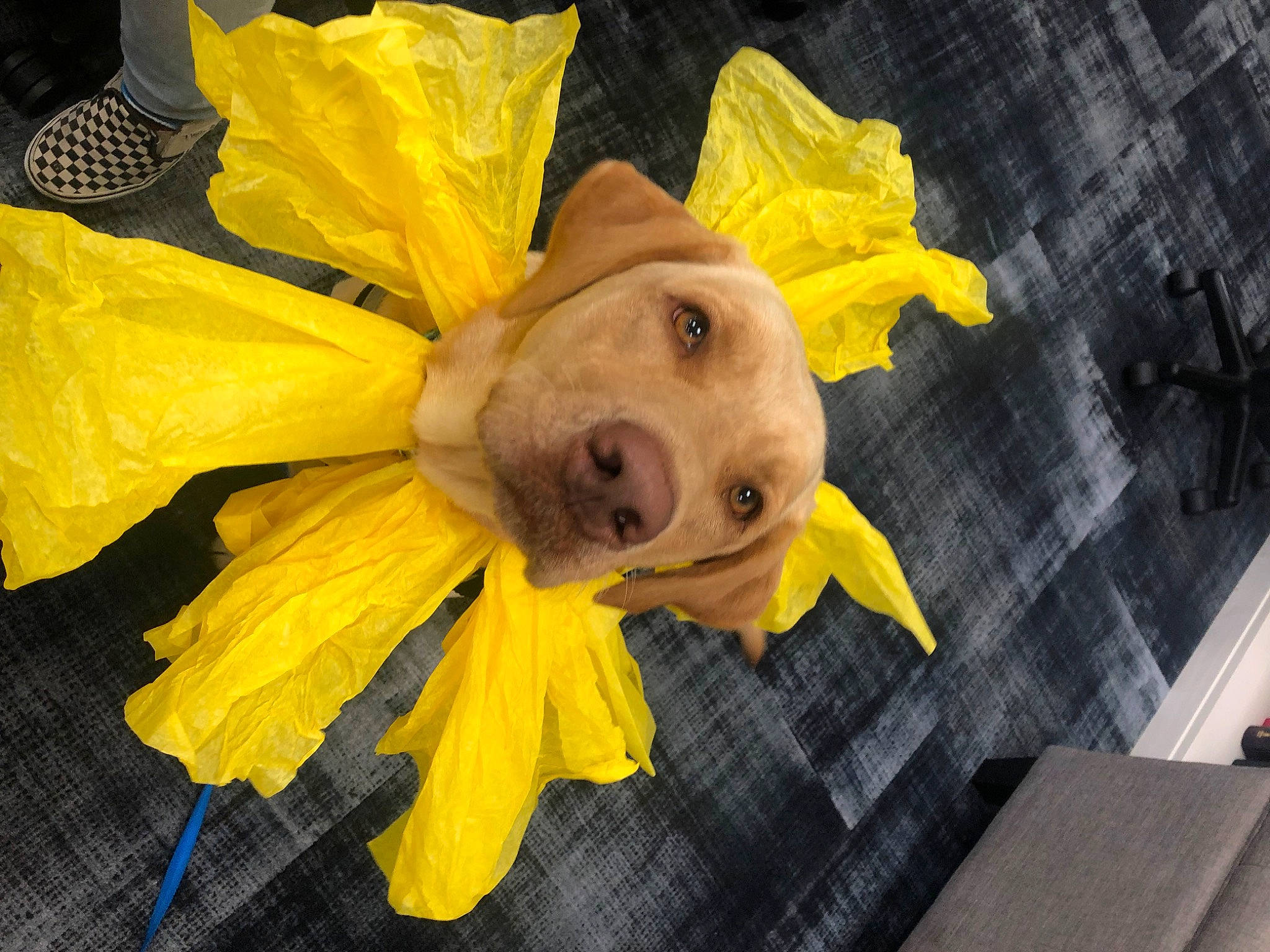 Emma joined the competition — help win amazing prizes! art, cut_flowers, flower, flowering_plant, petal, plant, plastic, raincoat, rose, rose_family, sunflower, yellow