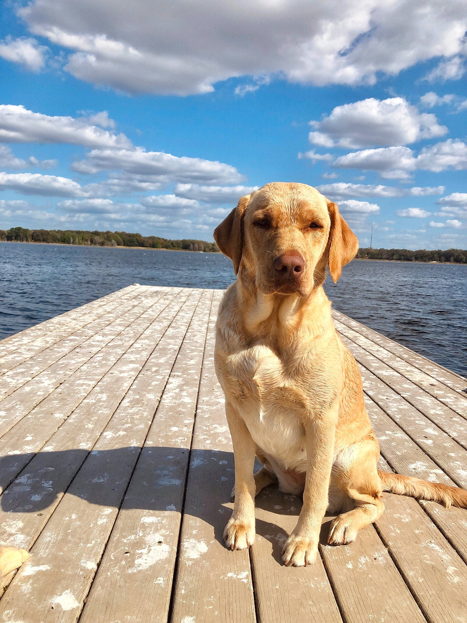 Emma joined the competition — help win amazing prizes! canidae, carnivore, cloud, companion_dog, dock, dog, dog_breed, fawn, gun_dog, lake, pet_supply, plank, plant, sky, snout, tail, tree, water, wood, working_animal