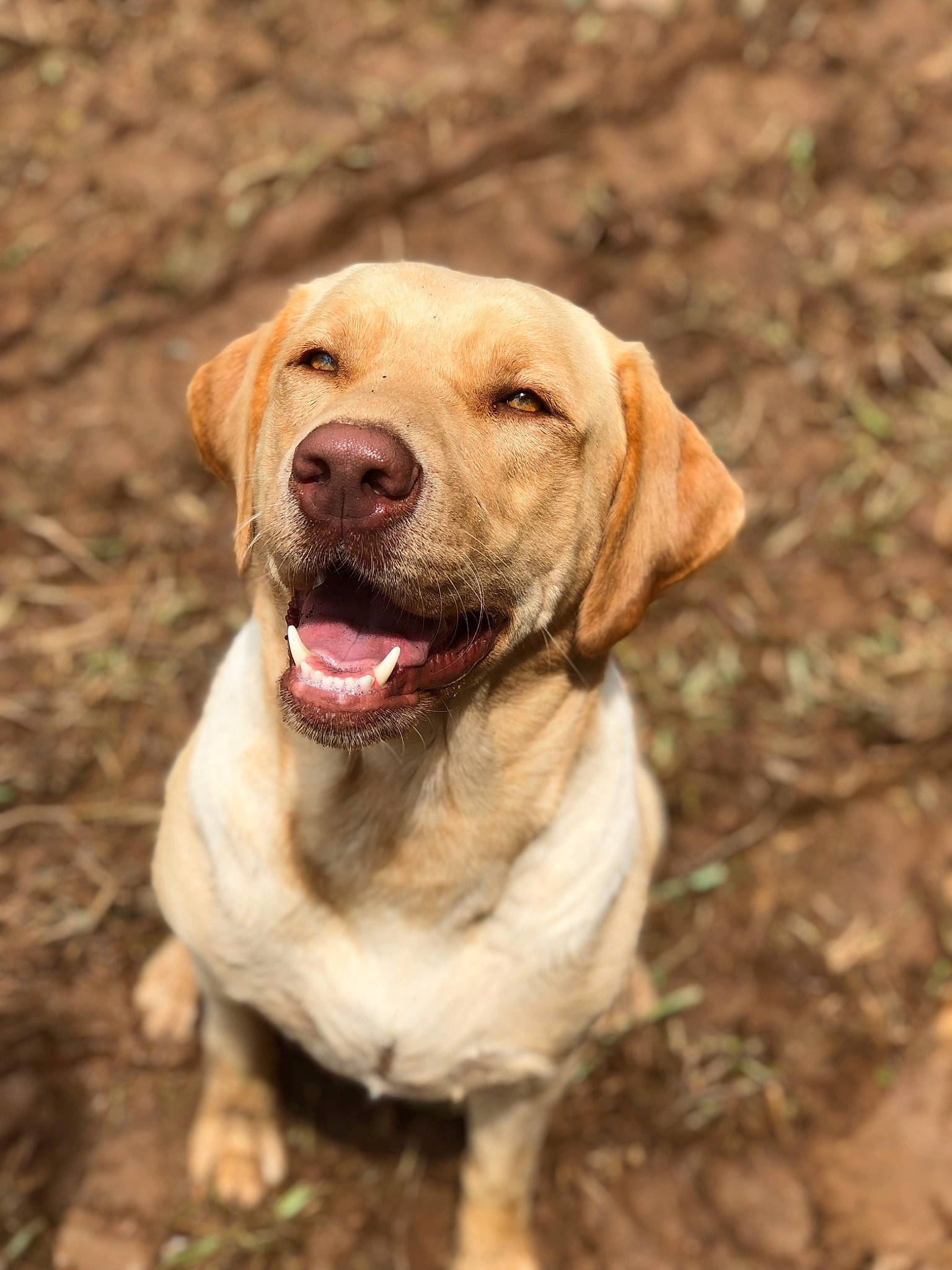 Emma is registered to the contest to win money with this photo: canidae, carnivore, companion_dog, dog, dog_breed, eye, fawn, grass, hunting_dog, liver, snout, soil, sporting_group, terrestrial_animal, walking, whiskers, working_animal