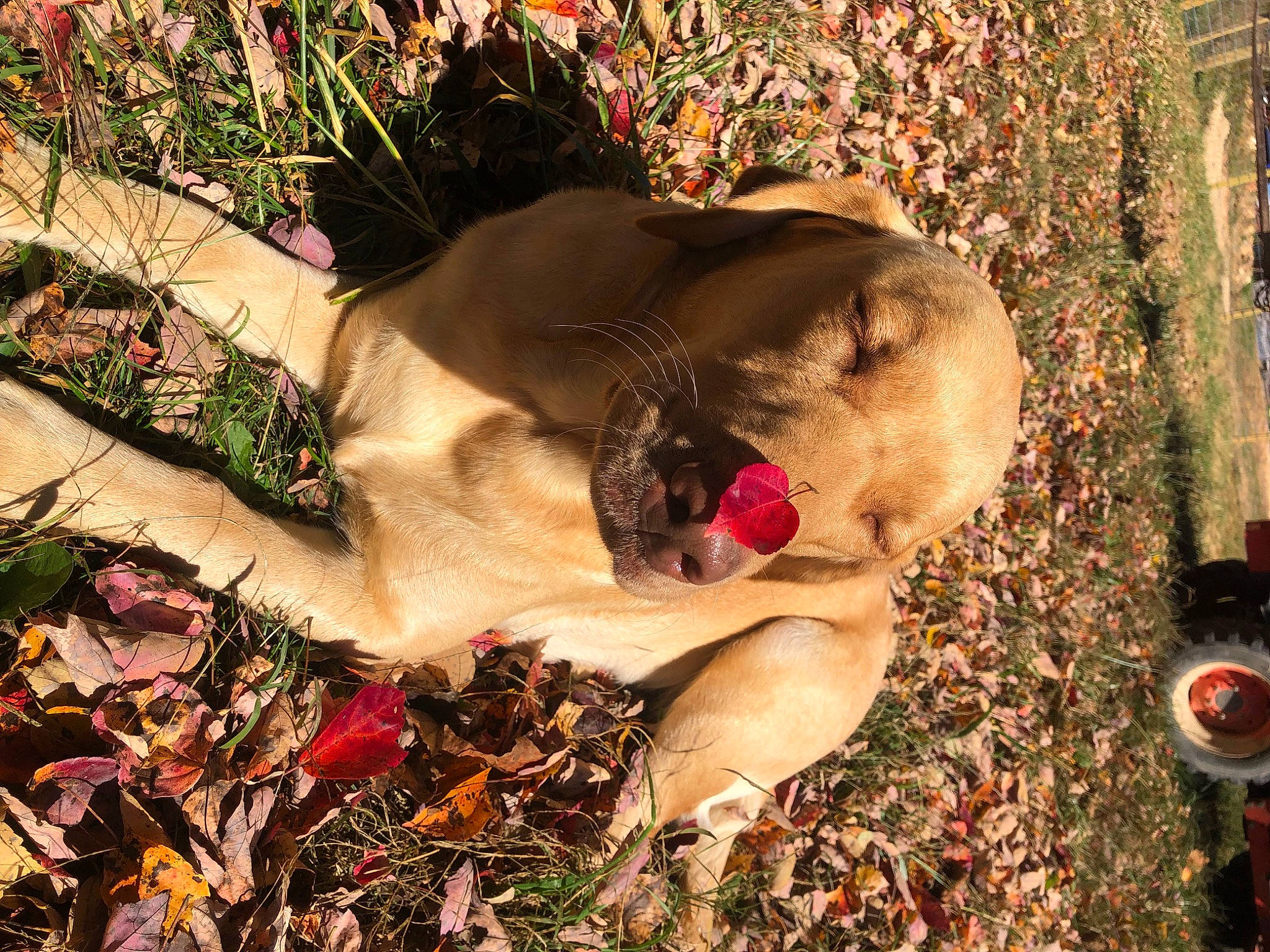 Emma is registered to the contest to win money with this photo: carnivore, companion_dog, dog, dog_breed, eye, eyewear, fawn, grass, happy, landscape, people_in_nature, plant, shrub, soil, sporting_group, sunglasses, terrestrial_animal, tree, wildlife, working_animal