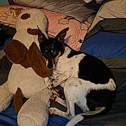 Padme is registered to the contest to win money with this photo: dog, stuffed_animal, plush_toy, bed, pillow, blanket, black_and_white, pet, indoor, resting, cuddle, animal, cozy, cute, sleepy, fur, ears, tail, comfort, home