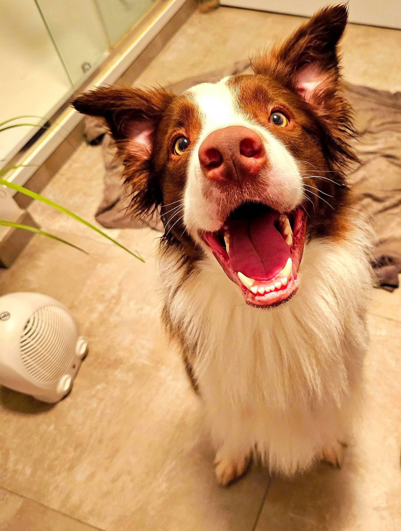 Oslo participe au concours pour gagner de l'argent avec cette photo : carnivore, collar, companion_dog, dog, dog_breed, dog_collar, dog_supply, fang, fawn, fur, happy, jaw, leash, liver, smile, snout, sporting_group, whiskers, working_animal, yawn