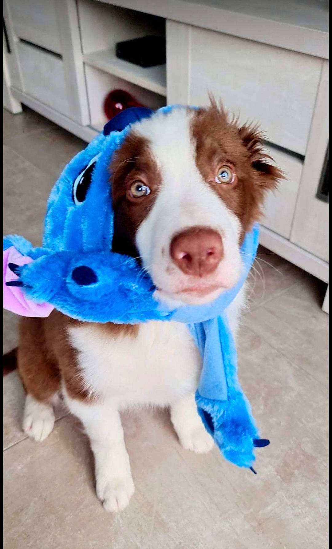 Oslo a rejoint le concours — aidez-le/la à gagner de superbes lots ! cabinetry, canidae, carnivore, companion_dog, dog, dog_breed, dog_clothes, dog_supply, fawn, flooring, fur, liver, paw, pet_supply, snout, sporting_group, toy, toy_dog, whiskers, working_animal