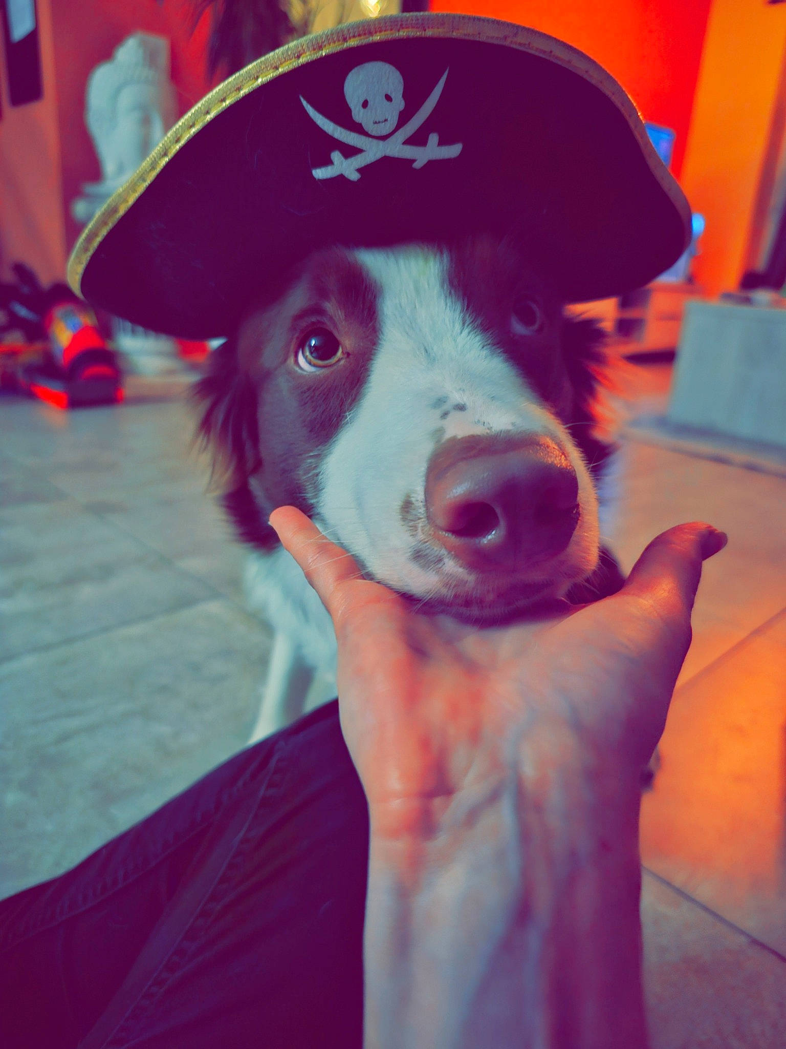 Oslo participe au concours pour gagner de l'argent avec cette photo : canidae, cap, carnivore, companion_dog, costume_hat, dog, dog_breed, ear, fashion_accessory, fun, fur, happy, magenta, personal_protective_equipment, pink, smile, snout, sporting_group, whiskers, working_animal