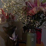 Suki is registered to the contest to win money with this photo: baby's_breath, black_and_white_cat, cat, cosmetics, curious_cat, decor, domestic_animal, feline, flower_bouquet, hydro_flask, indoor, lipstick, makeup_items, nail_polish, pet, pink_lilies, plant_vase, purple_collar, tabletop, wooden_table