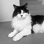 Princesse participe au concours pour gagner de l'argent avec cette photo : cat, black_and_white, fluffy, feline, pet, animal, portrait, indoor, relaxed, lying_down, whiskers, ears, fur, close_up, mammal, cute, domestic_cat, soft_texture, calm, focused