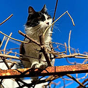 Ninou participe au concours pour gagner de l'argent avec cette photo : cat, black_and_white_cat, animal, pet, outdoor, blue_sky, branches, rusty_metal, nature, curious, perched, daylight, whiskers, feline, claws, close_up, sunlight, sky, wildlife, tree_branches