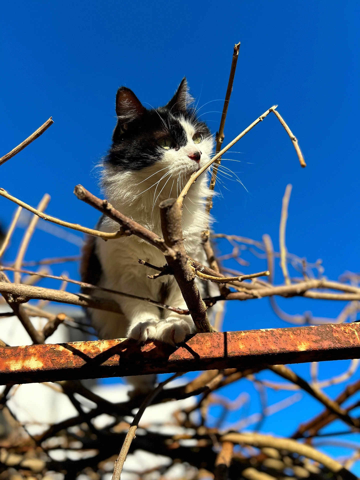 Ninou participe au concours pour gagner de l'argent avec cette photo : cat, black_and_white_cat, animal, pet, outdoor, blue_sky, branches, rusty_metal, nature, curious, perched, daylight, whiskers, feline, claws, close_up, sunlight, sky, wildlife, tree_branches