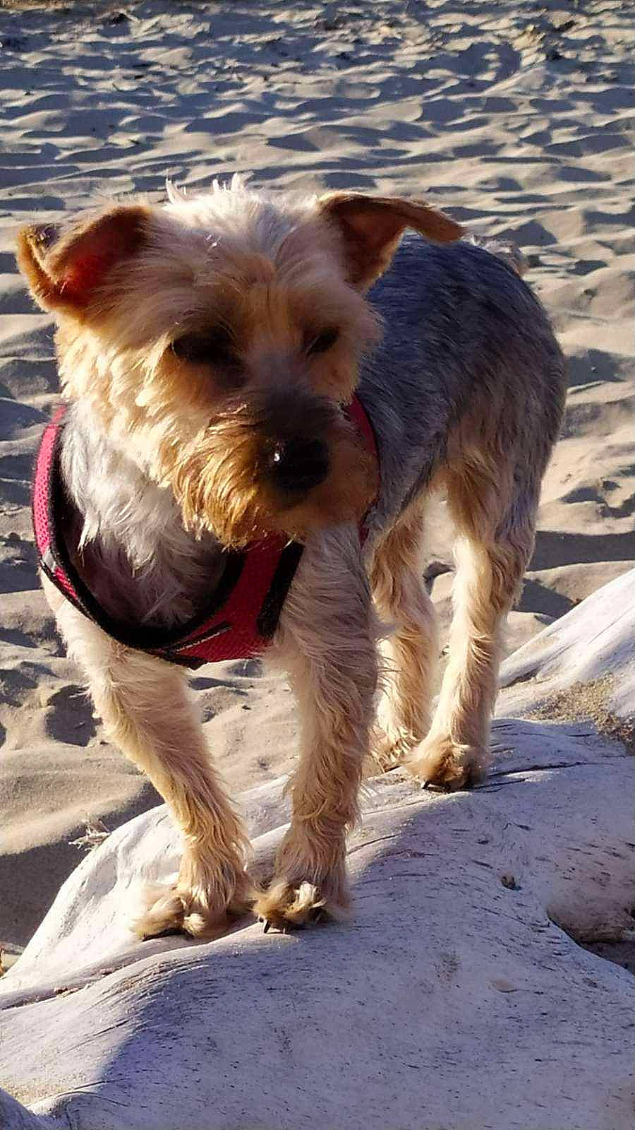 Mina a rejoint le concours — aidez-le/la à gagner de superbes lots ! biewer_terrier, canidae, carnivore, companion_dog, dog, dog_breed, dog_supply, fawn, fur, lakeland_terrier, schnauzer, small_terrier, sporting_group, standard_schnauzer, terrier, toy_dog, welsh_terrier, wire_hair_fox_terrier, working_animal, working_terrier