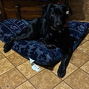 Quinn joined the competition — help win amazing prizes! animal, black_dog, blue_cushion, canine, collar, cozy, cushion, dog, domestic, flooring, home_interior, indoor, lying_down, pet, purple_blanket, quiet, relaxed, resting, tile_floor, wooden_furniture