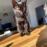 Ouïja a rejoint le concours — aidez-le/la à gagner de superbes lots ! black_cat, kitten, pet, animal, indoor, wooden_table, sunlight, green_eyes, feline, collar, living_room, furniture, television, lamp, shadow, doorway, houseplant, home, cute, curious