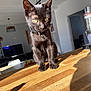 black_cat, kitten, pet, animal, indoor, wooden_table, sunlight, green_eyes, feline, collar, living_room, furniture, television, lamp, shadow, doorway, houseplant, home, cute, curious