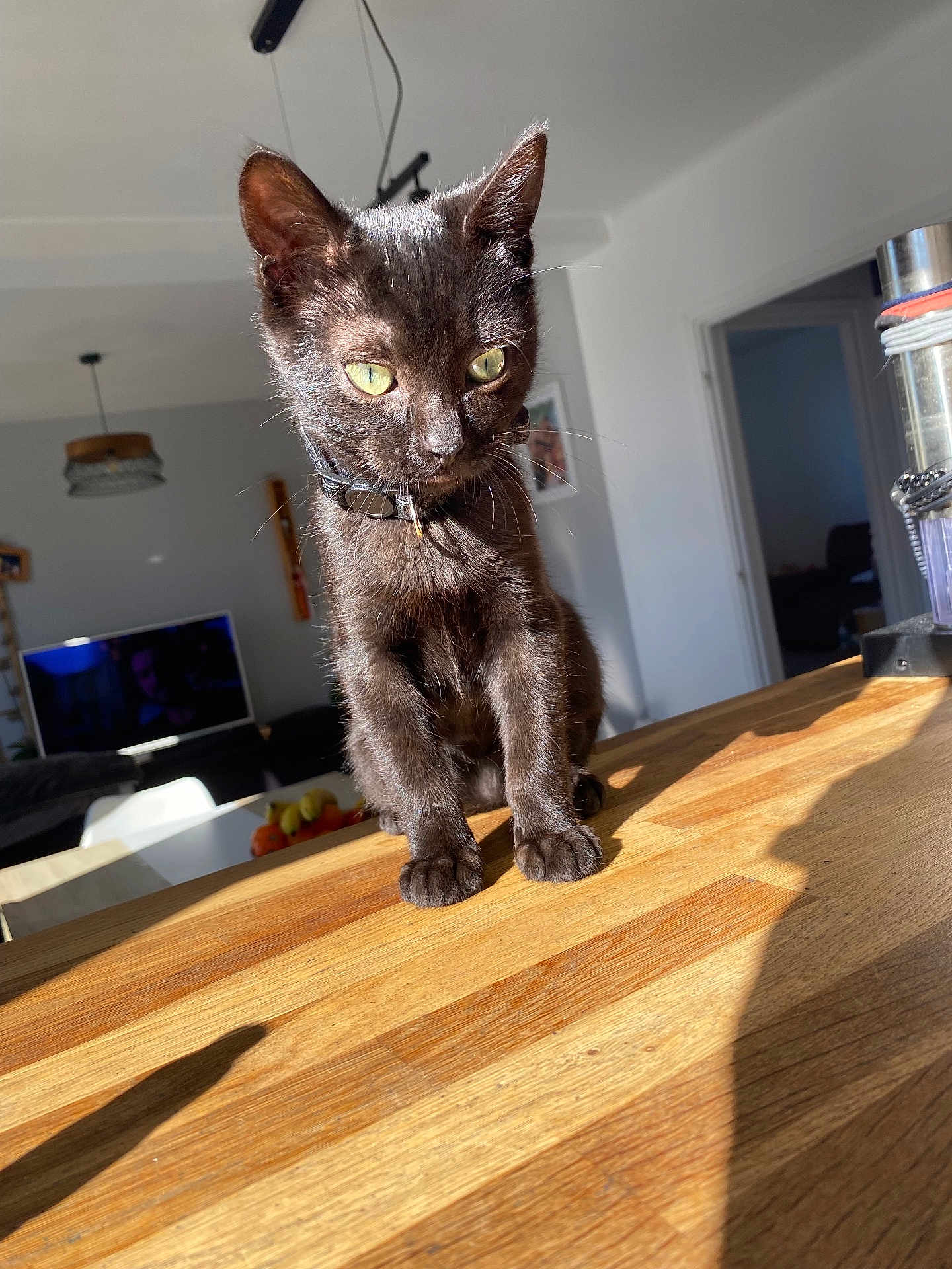 Ouïja a rejoint le concours — aidez-le/la à gagner de superbes lots ! black_cat, kitten, pet, animal, indoor, wooden_table, sunlight, green_eyes, feline, collar, living_room, furniture, television, lamp, shadow, doorway, houseplant, home, cute, curious