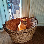 Vlad Et Roro participe au concours pour gagner de l'argent avec cette photo : animal, basket, cat, cozy, curtain, ears, feline, fur, home, indoor, orange_cat, pet, portrait, sitting, sunbathing, sunlight, whiskers, window, wooden_floor, woven_basket