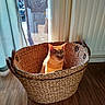 animal, basket, cat, cozy, curtain, ears, feline, fur, home, indoor, orange_cat, pet, portrait, sitting, sunbathing, sunlight, whiskers, window, wooden_floor, woven_basket