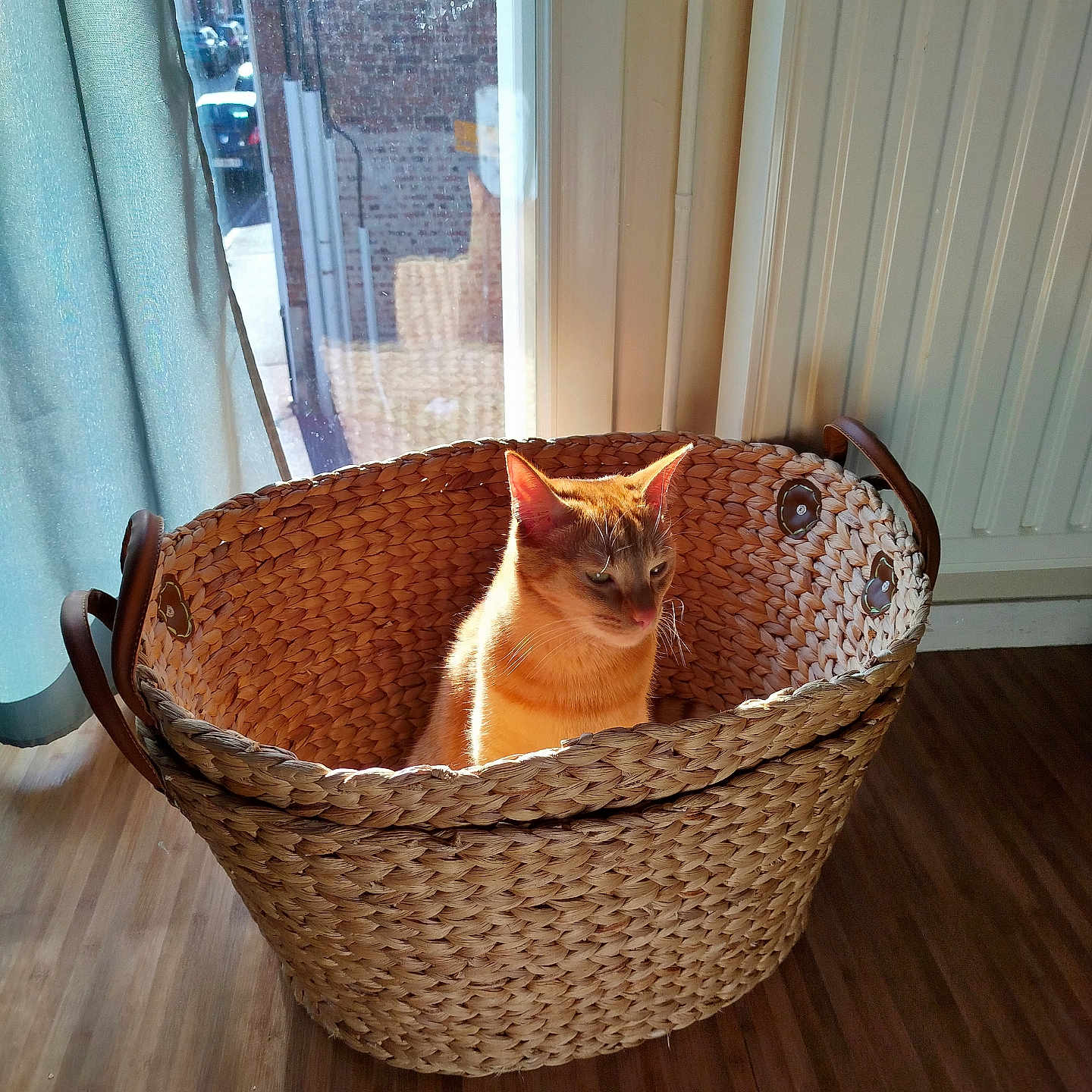 Vlad Et Roro participe au concours pour gagner de l'argent avec cette photo : animal, basket, cat, cozy, curtain, ears, feline, fur, home, indoor, orange_cat, pet, portrait, sitting, sunbathing, sunlight, whiskers, window, wooden_floor, woven_basket