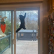 Finnster joined the competition — help win amazing prizes! animal, backyard, black_cat, bunny_decoration, carrot_decoration, cat, deck, glass_door, house, indoor, leaping, magnets, outdoor, pet, railing, refrigerator, sliding_door, trees, window, wooden_deck