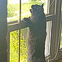 Finnster is registered to the contest to win money with this photo: animal, black_dog, curious, daylight, dog, fur, glass, greenery, home, house, indoor, looking_out, paws, pet, room, standing, sunlight, tail, window, window_sill
