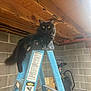 animal, basement, black_cat, blue, cat, concrete_wall, construction, feline, fluffy, home, indoor, ladder, metal, pet, relaxed, resting, sitting, toolroom, wooden_ceiling, yellow_eyes