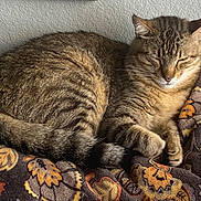 Gizmo joined the competition — help win amazing prizes! cat, tabby, sleeping, cozy, blanket, floral, pet, feline, indoor, resting, cute, animal, fur, whiskers, paw, tail, comfort, relaxation, home, peaceful
