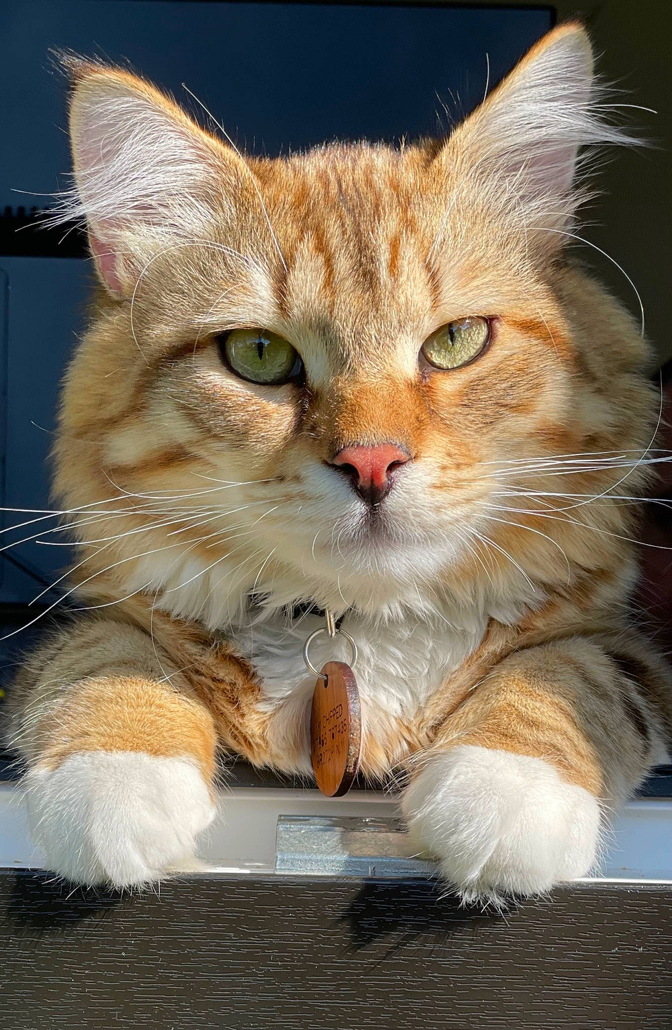 Ragnar joined the competition — help win amazing prizes! art, carnivore, cat, claw, domestic_short_haired_cat, fawn, felidae, fur, gesture, greeting, illustration, paw, photo_caption, small_to_medium_sized_cats, snout, tail, terrestrial_animal, whiskers, wildlife, window