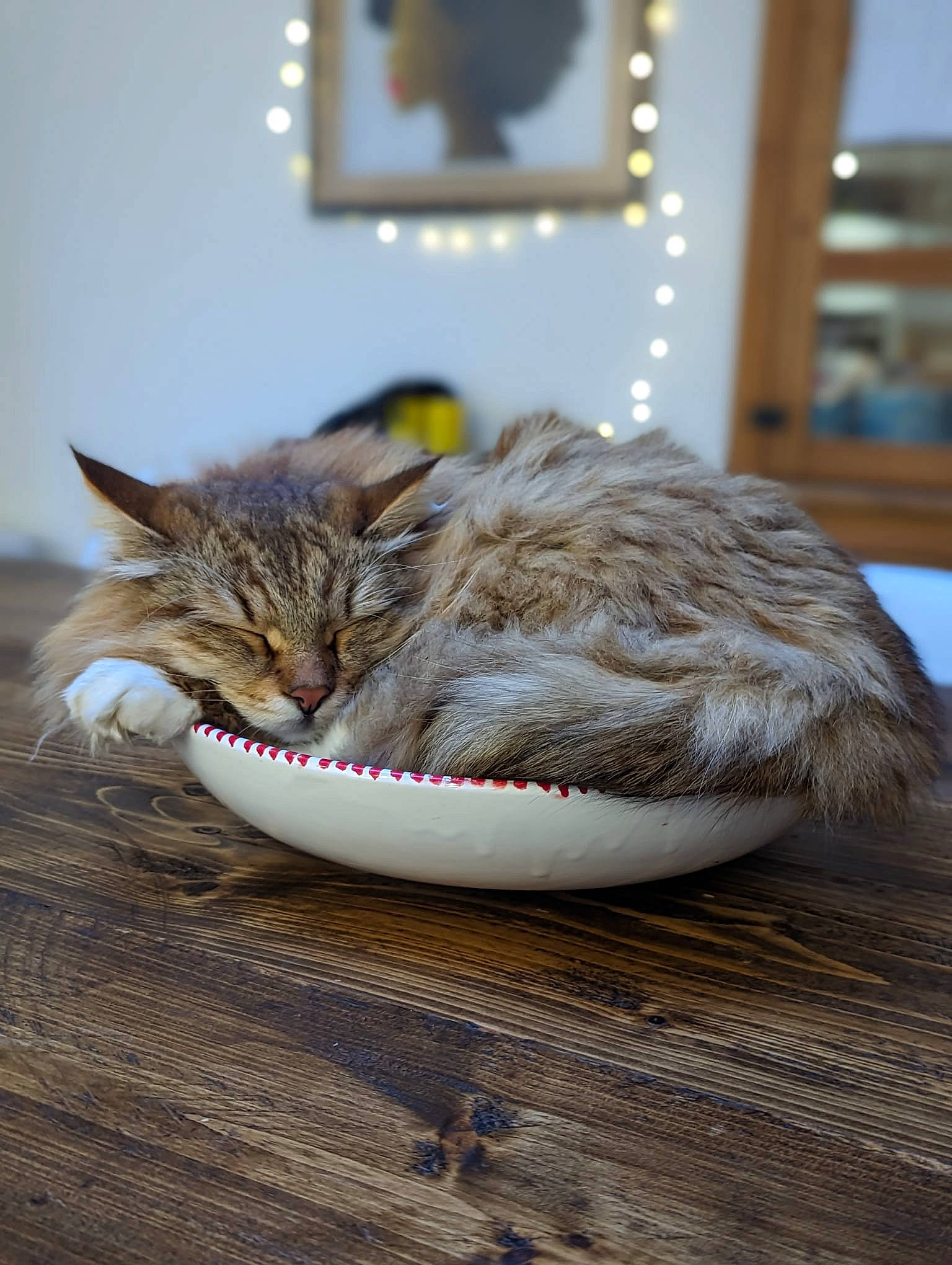 Ragnar is registered to the contest to win money with this photo: carnivore, cat, claw, comfort, domestic_short_haired_cat, felidae, flooring, fur, grey, hardwood, nap, natural_material, paw, picture_frame, room, small_to_medium_sized_cats, whiskers, wood