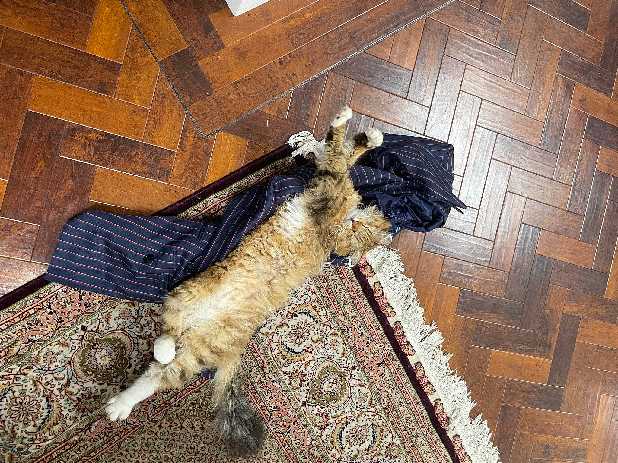 Ragnar joined the competition — help win amazing prizes! brick, brickwork, cobblestone, dog_breed, door, felidae, floor, flooring, fur, hardwood, human_leg, road_surface, room, shadow, small_to_medium_sized_cats, street, tail, tints_and_shades, wood, working_animal