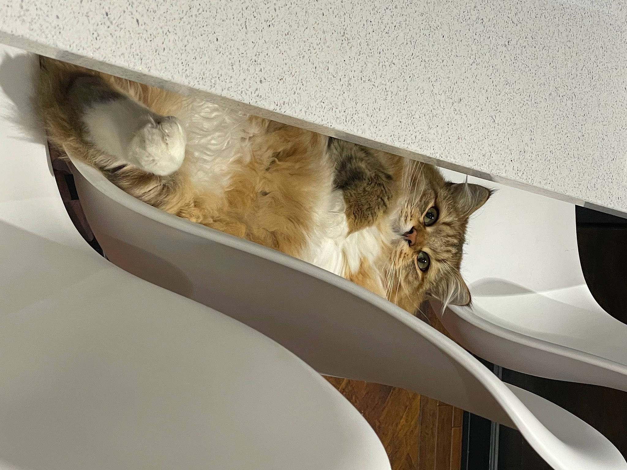 Ragnar is registered to the contest to win money with this photo: art, auto_part, automotive_exterior, carnivore, cat, ceiling, couch, domestic_short_haired_cat, felidae, fur, metal, paw, pipe, room, small_to_medium_sized_cats, tail, vehicle_door, whiskers, wing, wood