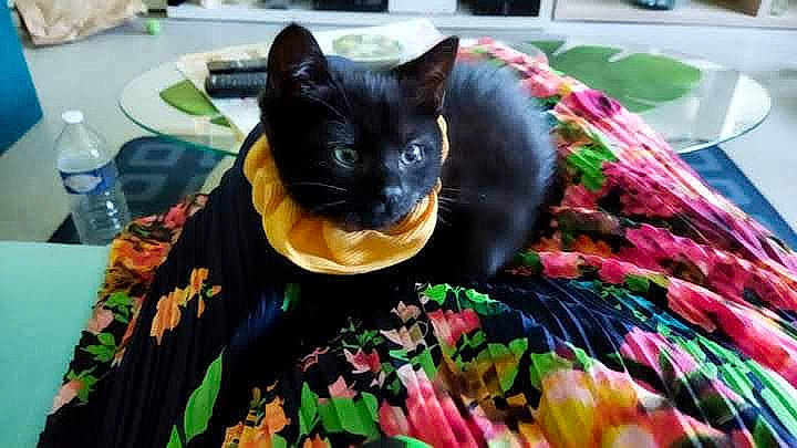 Bagherra a rejoint le concours — aidez-le/la à gagner de superbes lots ! black_cat, bombay, carnivore, cat, domestic_short_haired_cat, event, felidae, fur, grass, green, linens, plant, pumpkin, small_to_medium_sized_cats, tail, tree, vegetable, vertebrate, water_bottle, whiskers