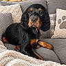 black_and_tan, blanket, brown_eyes, canine, couch, cozy, dog, floppy_ears, home_decor, indoors, living_room, long_ears, lying_down, pet, pillows, portrait, puppy, sitting, sofa, warm_lighting