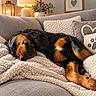 Boréale a rejoint le concours — aidez-le/la à gagner de superbes lots ! dog, sleeping, tricolor, curly_coat, long_ears, couch, sofa, blanket, pillows, cozy, indoors, living_room, home_decor, lamp, lantern, candle, plant, framed_art, warm_lighting, relaxed