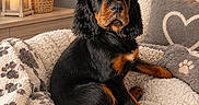 Boréale a rejoint le concours — aidez-le/la à gagner de superbes lots ! dog, puppy, black_and_tan, long_hair, floppy_ears, sitting, portrait, indoors, living_room, blanket, couch, pillows, paw_print, cozy, warm_lighting, lamp, candle, plant, home_decor, photography
