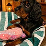 Boréale participe au concours pour gagner de l'argent avec cette photo : dog, black_and_tan, spaniel, pet, plush_toy, striped_bed, indoor, home, cozy, sitting, lying_down, long_ears, brown_eyes, collar, furniture, lamp, houseplant, warm_lighting, carpet, portrait