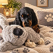 Boréale a rejoint le concours — aidez-le/la à gagner de superbes lots ! dog, puppy, black_and_tan, floppy_ears, curly_fur, brown_eyes, portrait, sitting, lying_down, blanket, plush_toy, rope_toy, couch, pillow, cozy, living_room, lamp, plant, paw_print, indoor
