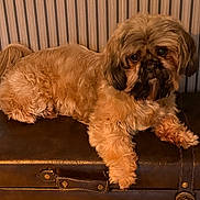 Only participe au concours pour gagner de l'argent avec cette photo : dog, pet, fluffy, brown, indoor, vintage, leather, suitcase, fur, portrait, cute, animal, canine, resting, striped_wallpaper, furniture, domestic, companion, one_animal, looking