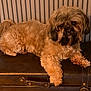 dog, pet, fluffy, brown, indoor, vintage, leather, suitcase, fur, portrait, cute, animal, canine, resting, striped_wallpaper, furniture, domestic, companion, one_animal, looking