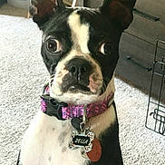 Zella joined the competition — help win amazing prizes! dog, boston_terrier, pet, collar, indoor, carpet, furniture, tag, black_and_white, close_up, animal, cute, alert, portrait, ears_up, young_dog, canine, domestic_animal, looking_at_camera, floor