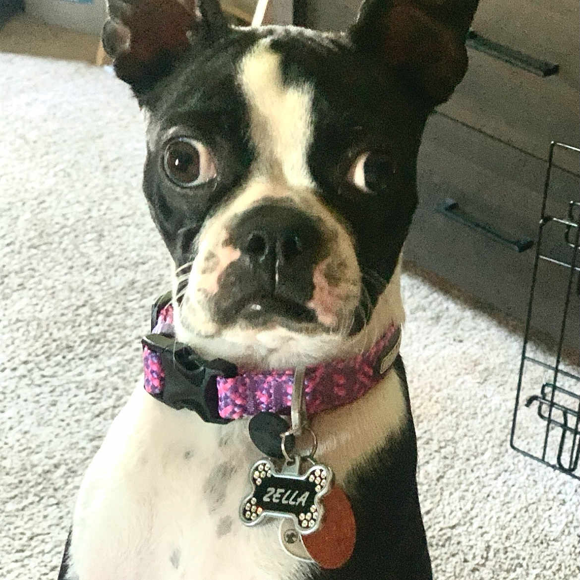 Zella joined the competition — help win amazing prizes! dog, boston_terrier, pet, collar, indoor, carpet, furniture, tag, black_and_white, close_up, animal, cute, alert, portrait, ears_up, young_dog, canine, domestic_animal, looking_at_camera, floor