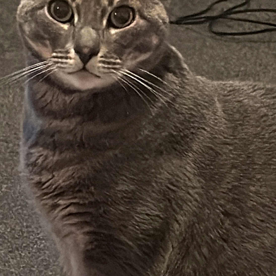 Reggie joined the competition — help win amazing prizes! abyssinian, animal, cat, egyptiancat, kitten, manx, pet