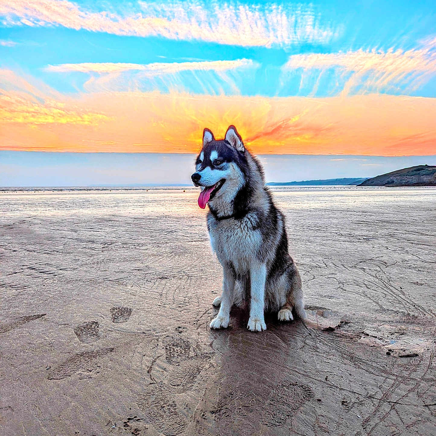 Loki a rejoint le concours — aidez-le/la à gagner de superbes lots ! animal, beach, canine, coast, dog, face, head, horizon, husky, nature, outdoors, person, pet, photography, portrait, puppy, sea, shoreline, sky, water