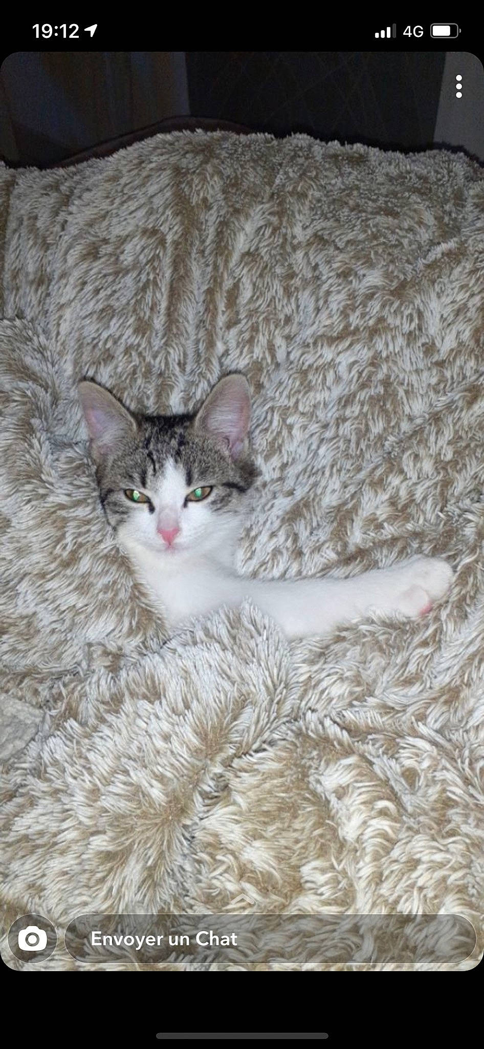 Minouchette participe au concours pour gagner de l'argent avec cette photo : aegean_cat, american_wirehair, arabian_mau, asian, australian_mist, carnivore, cat, domestic_short_haired_cat, european_shorthair, fawn, felidae, fur, german_rex, kitten, mammal, ojos_azules, oriental_longhair, small_to_medium_sized_cats, tabby_cat, whiskers