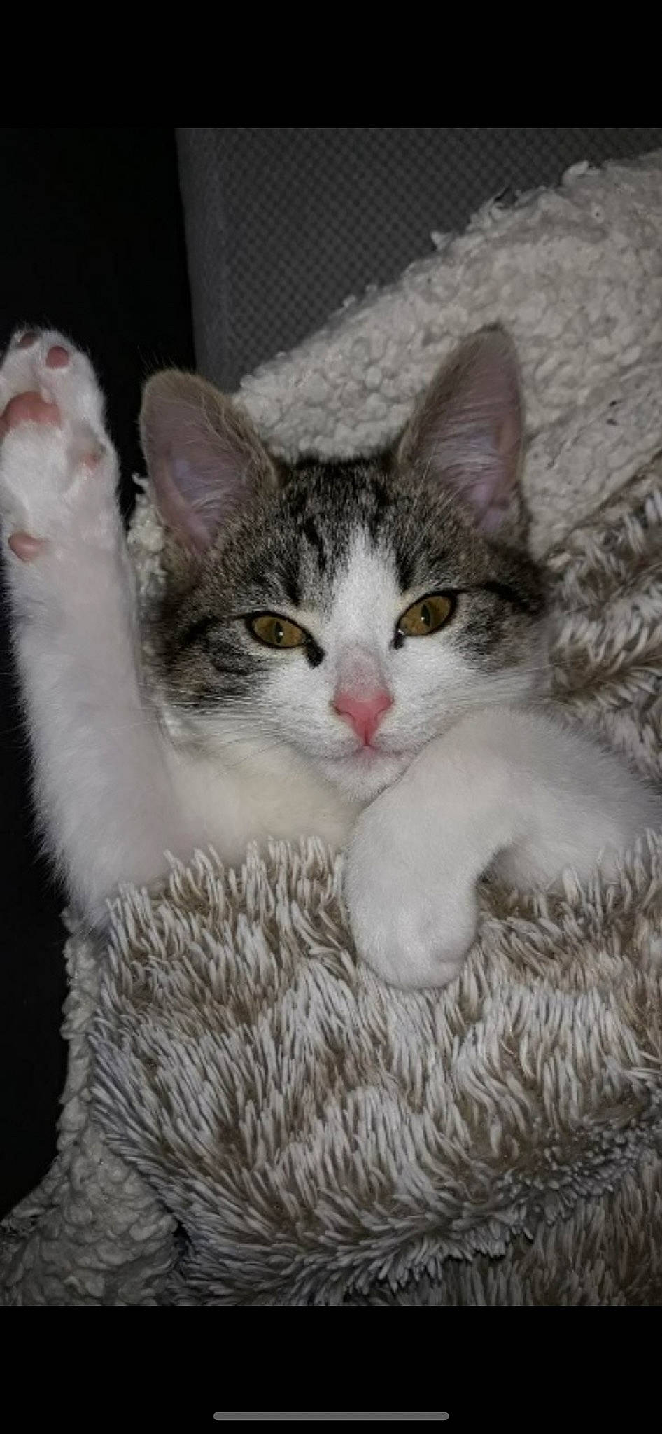 Minouchette participe au concours pour gagner de l'argent avec cette photo : carnivore, cat, domestic_short_haired_cat, felidae, fur, grey, mammal, paw, pet_supply, small_to_medium_sized_cats, snout, tail, terrestrial_animal, vertebrate, whiskers