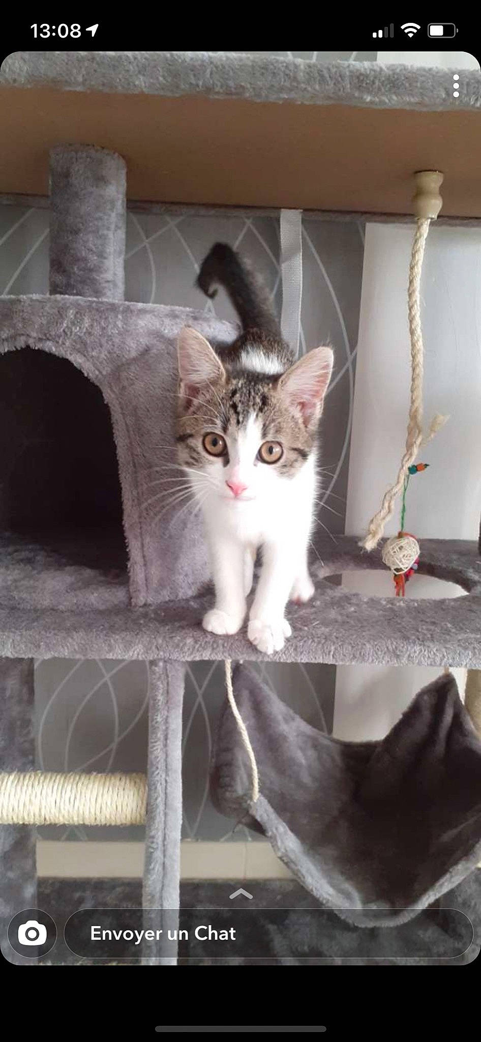 Minouchette participe au concours pour gagner de l'argent avec cette photo : aegean_cat, american_wirehair, asian, carnivore, cat, domestic_short_haired_cat, european_shorthair, felidae, kitten, mammal, ojos_azules, polydactyl_cat, small_to_medium_sized_cats, whiskers