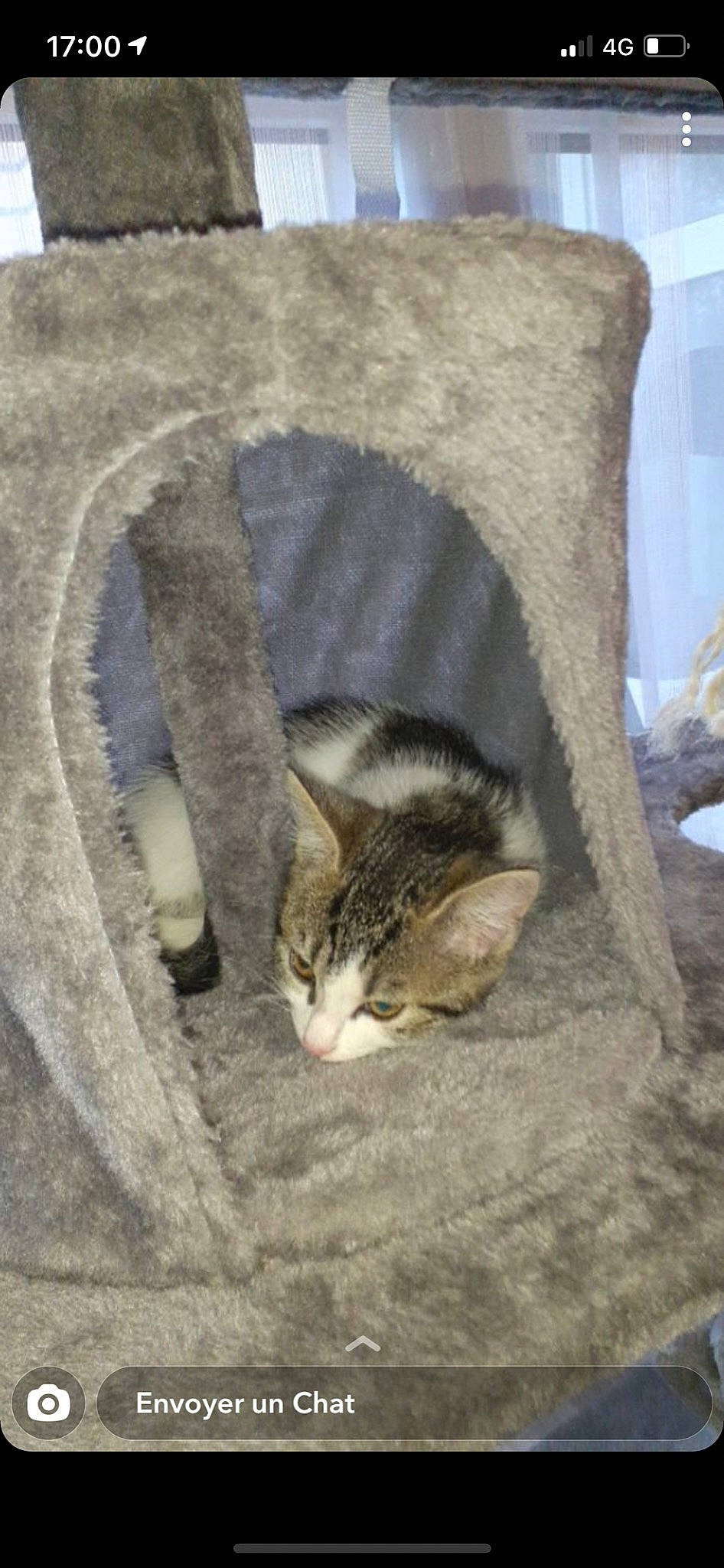 Minouchette a rejoint le concours — aidez-le/la à gagner de superbes lots ! aegean_cat, carnivore, cat, domestic_short_haired_cat, european_shorthair, fawn, felidae, fur, kitten, norwegian_forest_cat, small_to_medium_sized_cats, tabby_cat, tail, whiskers