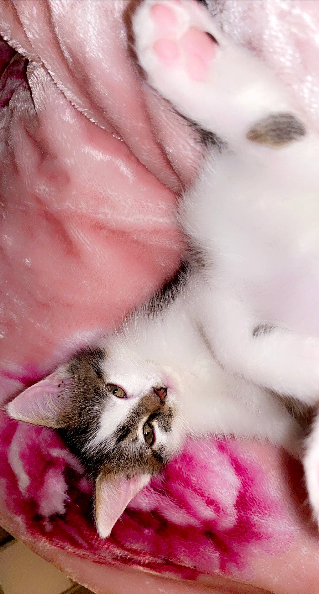 Mimi a rejoint le concours — aidez-le/la à gagner de superbes lots ! american_shorthair, carnivore, cat, claw, european_shorthair, felidae, fur, kitten, norwegian_forest_cat, paw, pink, plant, polydactyl_cat, small_to_medium_sized_cats, snout, whiskers