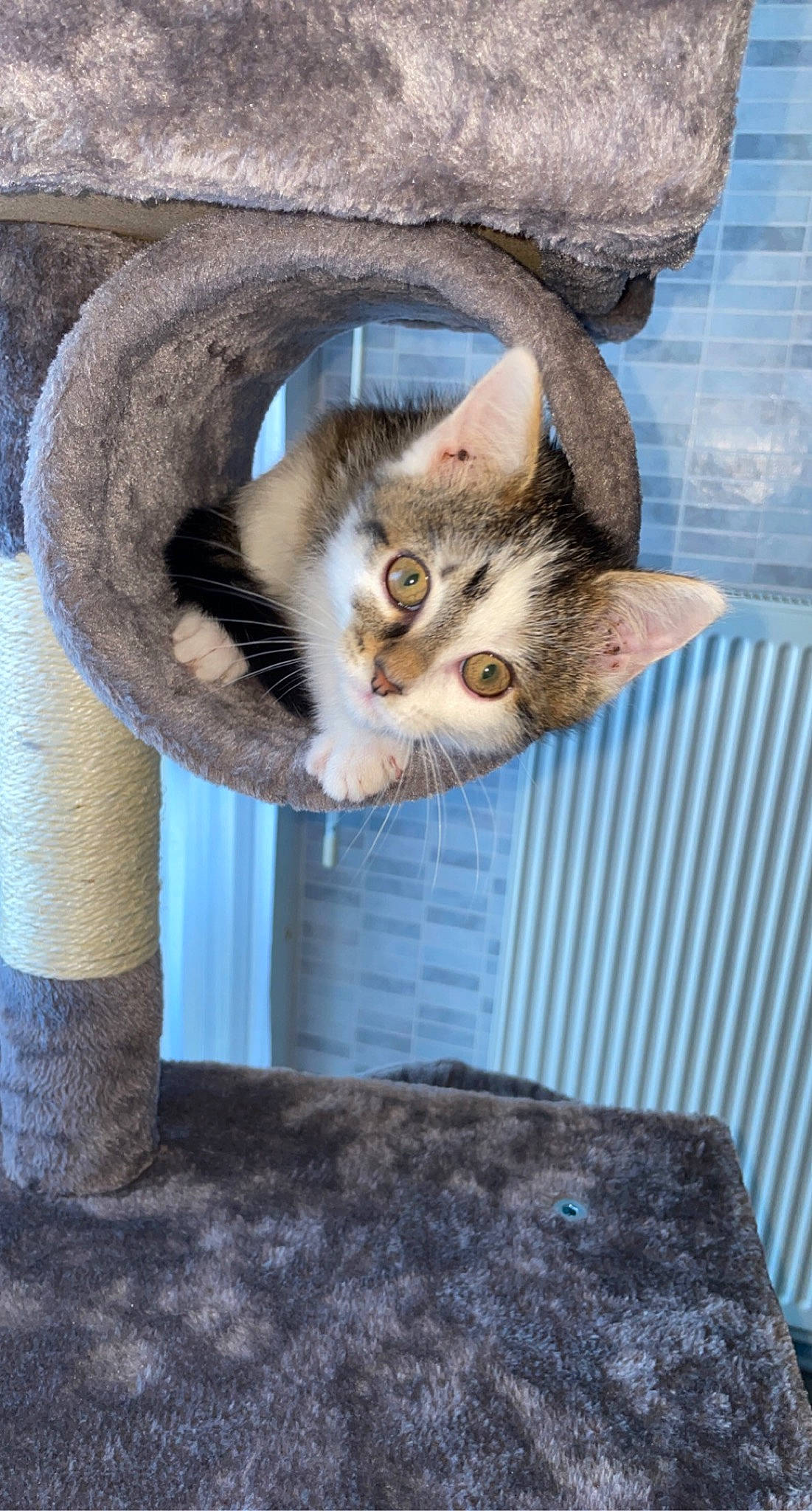 Mimi participe au concours pour gagner de l'argent avec cette photo : aegean_cat, american_wirehair, asian, carnivore, cat, domestic_short_haired_cat, european_shorthair, felidae, kitten, ojos_azules, small_to_medium_sized_cats, tabby_cat, whiskers