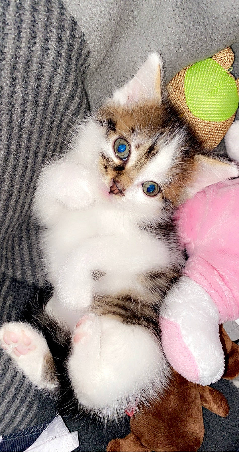 Mimi a rejoint le concours — aidez-le/la à gagner de superbes lots ! aegean_cat, american_curl, american_wirehair, asian, carnivore, cat, claw, felidae, fur, kitten, mammal, norwegian_forest_cat, ojos_azules, paw, polydactyl_cat, ragamuffin, siberian, small_to_medium_sized_cats, tail, whiskers