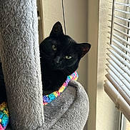 Georgie is registered to the contest to win money with this photo: black_cat, cat, indoor, cat_tree, blanket, colorful, rainbow, window, window_blinds, sunlight, cozy, feline, pet, soft_texture, relaxed, peeking, curious, animal, resting, home