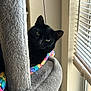black_cat, cat, indoor, cat_tree, blanket, colorful, rainbow, window, window_blinds, sunlight, cozy, feline, pet, soft_texture, relaxed, peeking, curious, animal, resting, home