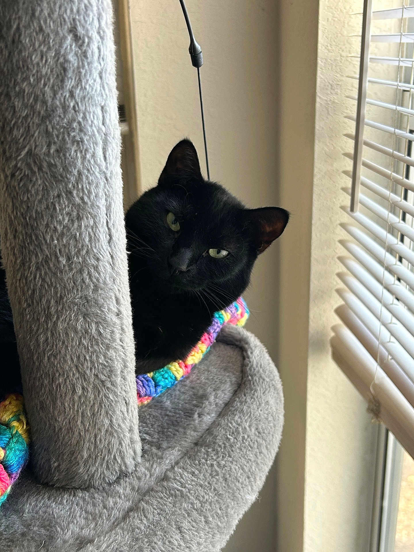 Georgie is registered to the contest to win money with this photo: black_cat, cat, indoor, cat_tree, blanket, colorful, rainbow, window, window_blinds, sunlight, cozy, feline, pet, soft_texture, relaxed, peeking, curious, animal, resting, home